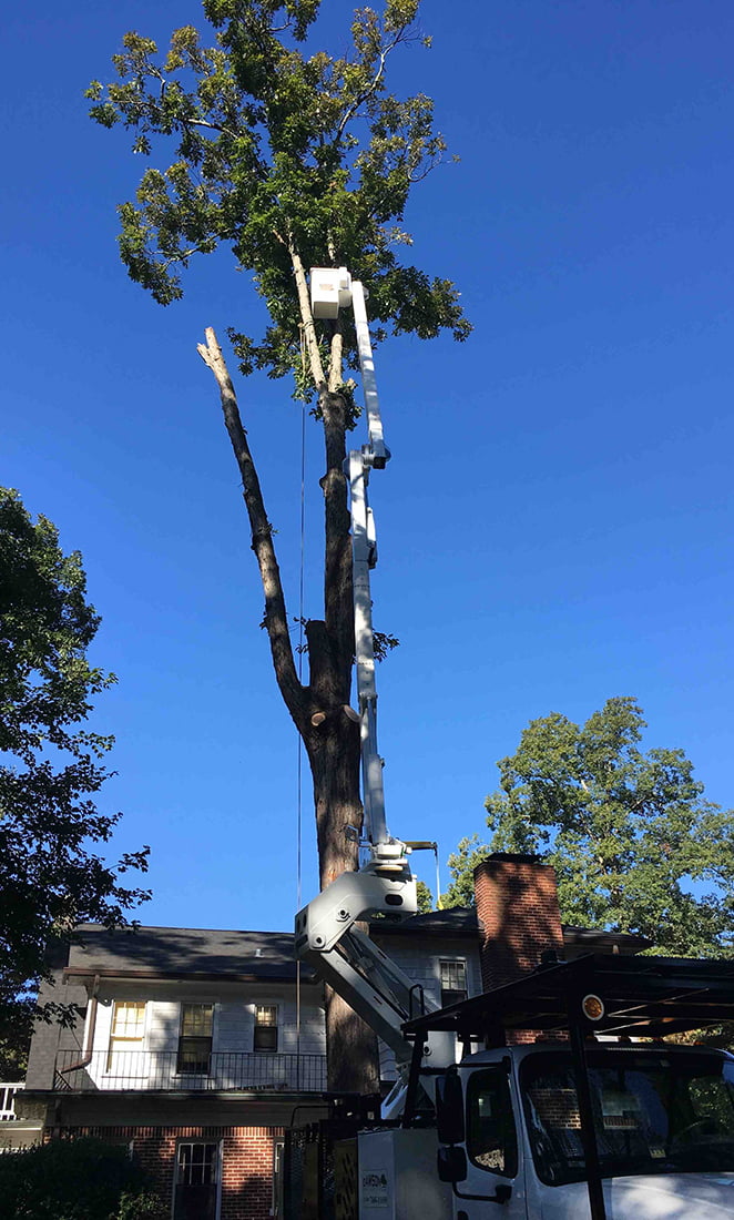 Tree Removal Bucket Truck Dawson Tree Service Winston-Salem