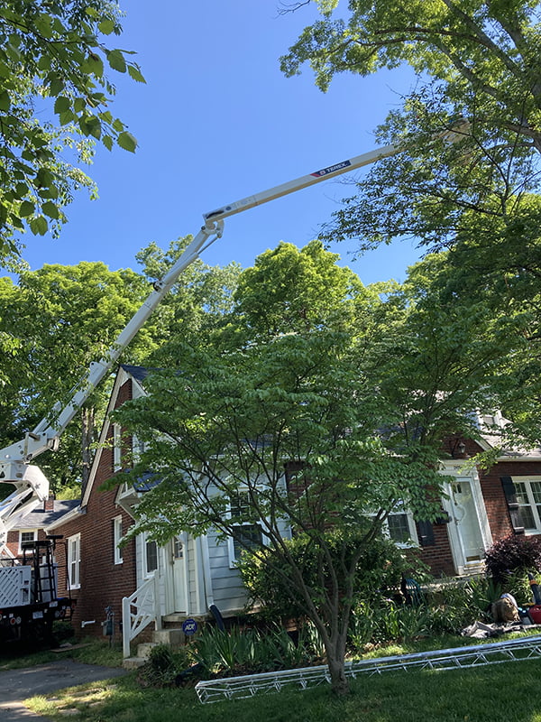 Tree Removal Crane - Dawson Tree Service Winston-Salem